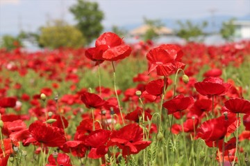 馬見丘陵公園のポピー畑