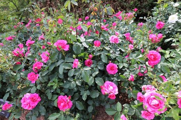 馬見丘陵公園の薔薇