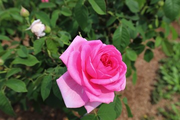 馬見丘陵公園の薔薇