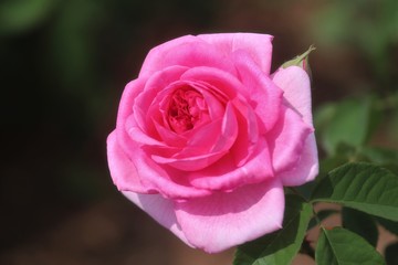 馬見丘陵公園の薔薇