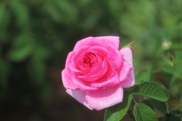 馬見丘陵公園の薔薇