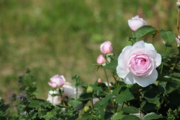 馬見丘陵公園の薔薇