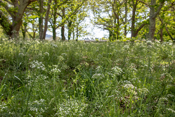 Spring field with trees and yarrow flowers. Healing and medicinal plants. Galician landscape.