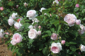 馬見丘陵公園の薔薇