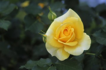 馬見丘陵公園の薔薇