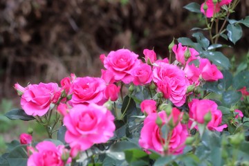 馬見丘陵公園の薔薇