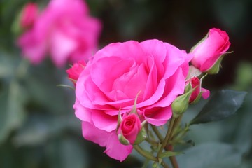 馬見丘陵公園の薔薇