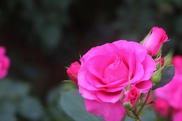 馬見丘陵公園の薔薇
