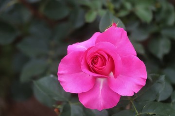 馬見丘陵公園の薔薇