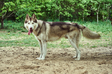 young Siberian husky dog in the meadow..
