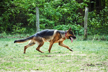 running, young, dog, Alsatian shepherd breed, meadow, puppy, fur, animal, mammal, head, eye, ear, mustache, mouth, pupil, hair, nostrils, harness,