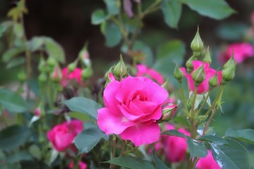 馬見丘陵公園の薔薇