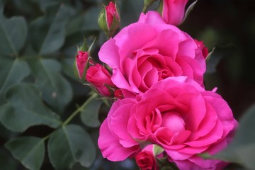 馬見丘陵公園の薔薇