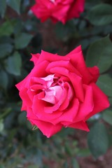 馬見丘陵公園の薔薇