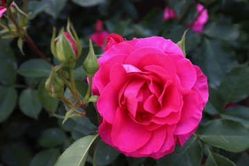 馬見丘陵公園の薔薇