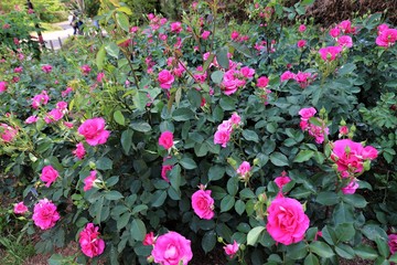 馬見丘陵公園の薔薇