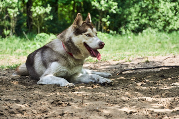 Portrait of a young Siberian husky dog.