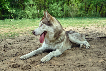 Portrait of a young Siberian husky dog.