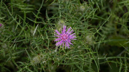 Pretty purple flower of the thistle in front of green vegetation. Medicinal and healing plant.