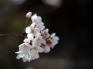 桜アップ