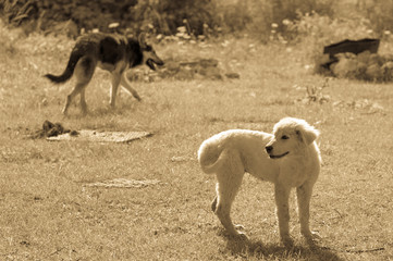 Fototapeta premium Wolf and shepherd young dog, Abruzzo, Italy