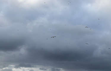 Cloudy blue sky with silhouettes of seagulls flying in A Coruña, Galicia, Spain.