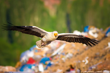 Vulture is flying. Rubbish dump background. Egyptian Vulture / Neophron percnopterus.