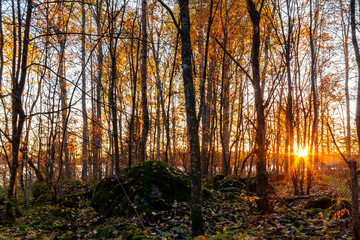 Rays of the setting sun make their way through the thinned autumn forest