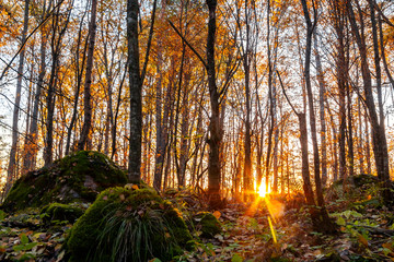 Rays of the setting sun make their way through the thinned autumn forest