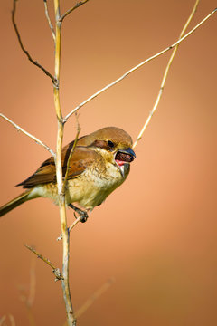 Bird casting a pellet. Bird behavior. Pellet. Orange background. Red backed Shrike Lanius collurio