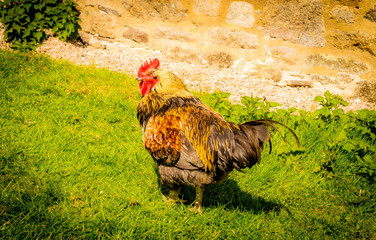 rooster on farm