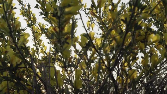 Evening sun shining through the flowering bushes Cytisus. Smooth camera movement.