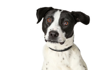 Closeup Large Mixed Breed White Dog Black Spots