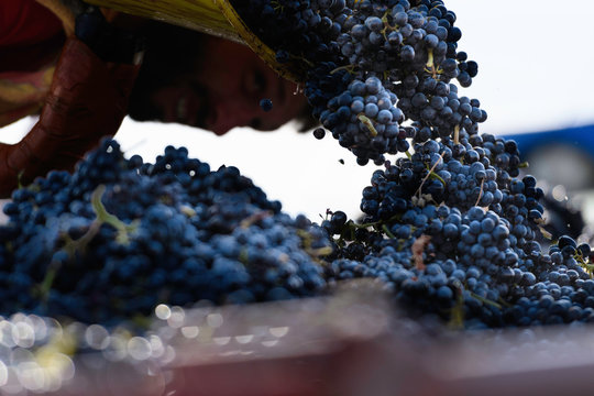  Un jarlot lors des vendange dans le Beaujolais.