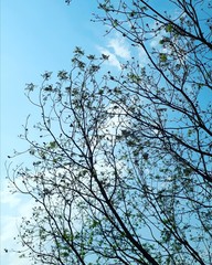 Tree Sky