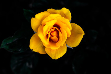Yellow Rose