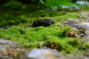 Beautiful green wet moss grows on the stone floor. Wallpaper. Moss closeup, macro.