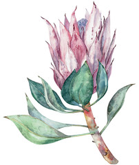 Exotic flower. Watercolor protea. Hand drawn illustration.