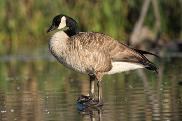 Canada goose perched on log over water