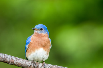 Eastern Bluebird Male, Sialia Sialis, perched on a branch in early Spring