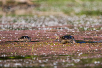 Two river otters swimming together