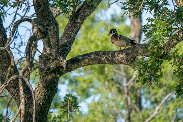 Male drake wood duck perched in tree