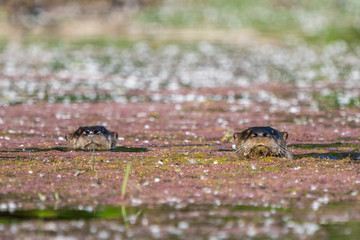 Two river otters swimming together