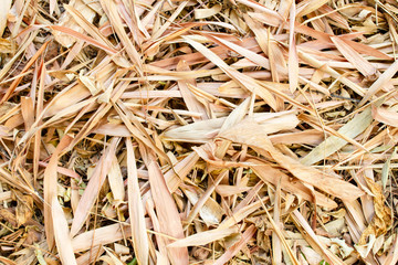 Close up Texture of Yellow dry bamboo leaves and other Dry leaf that fall on the ground.