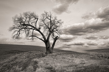 B&W of single tree in a field.