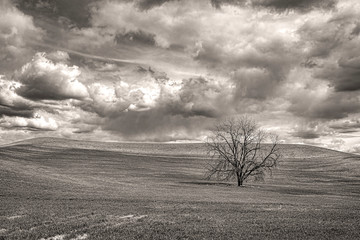 Monochrome photo of tree in field.