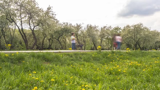 People walking and and taking pictures in the apple orchard during the flowering period, time lapse