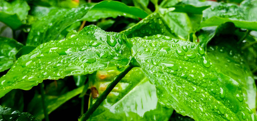  Green leaves under the autumn rain