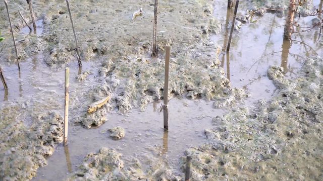 Amphibious fish at the mangrove forest by the sea