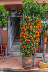 Fototapeta na wymiar Hong Kong, China - March 8, 2019: New Territory. Mandarin orange fruit on green tree, standing in pot, in Wing Ping Tsuen neighborhood along street.